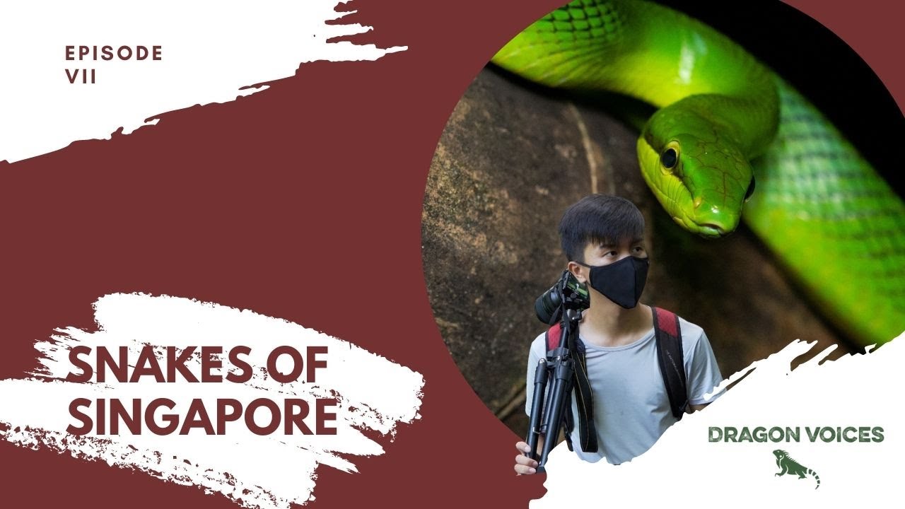 Snakes of Singapore | DragonTales EP VII