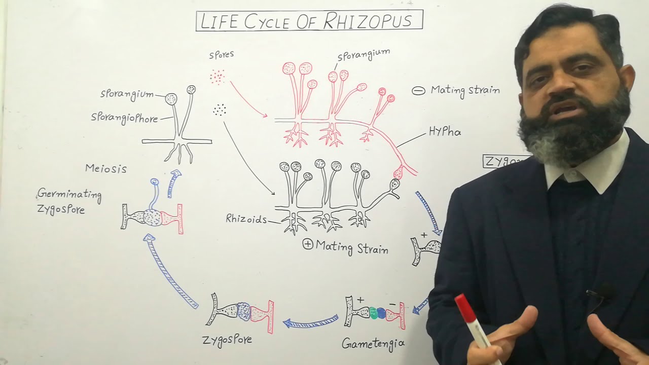 Zygomycetes English medium @prof.masoodfuzail| Life Cycle of Rhizopus | Conjugating Fungi