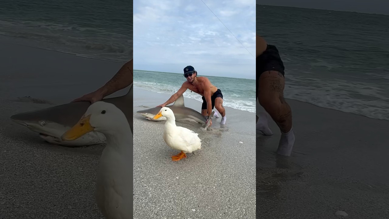 SHARK ATTACKED MY DUCK! 🦈