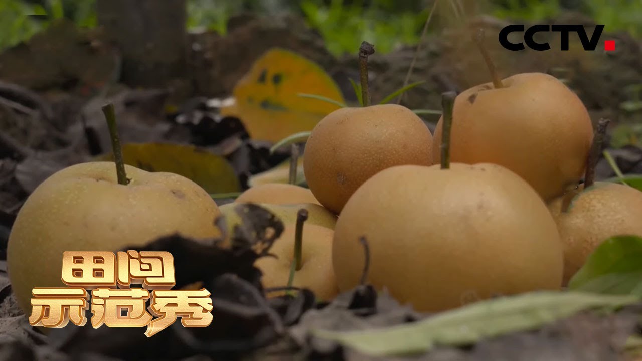 还未成熟的秋月梨为何频频落果？梨木虱or落叶病，到底谁才是元凶？ | CCTV「田间示范秀」20201015