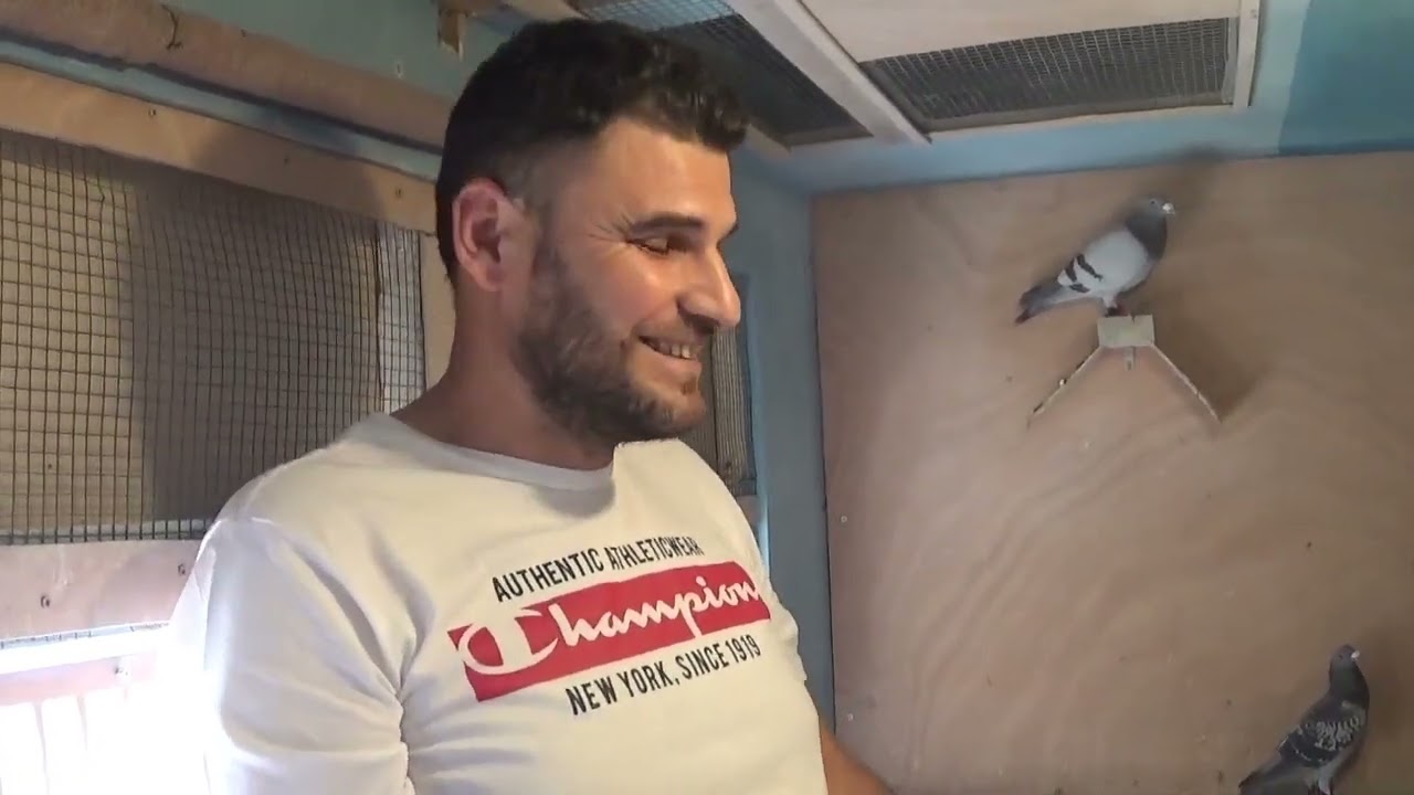 Columbofil dl Stoian Adrian Dobroiesti Ilfov Romania masculi vaduvi de zbor 13 mai 2023