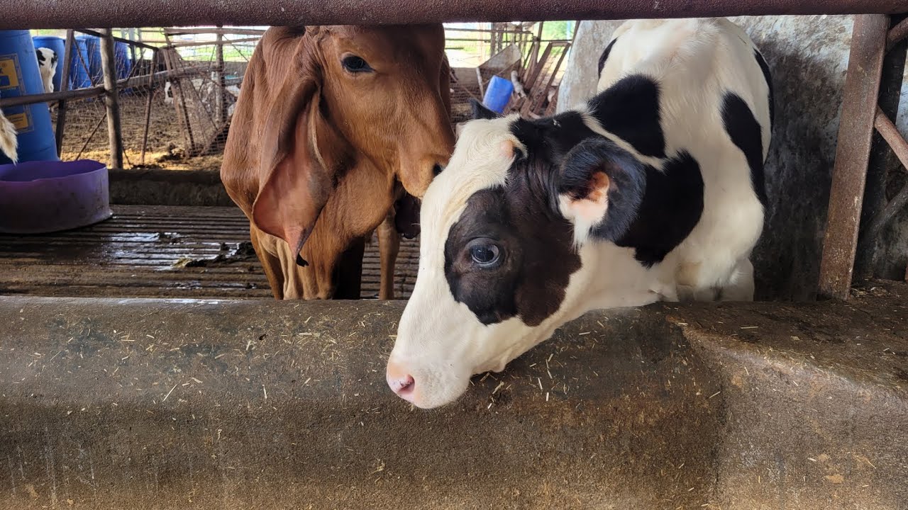 Dairy Farm Profitability and Calf Management