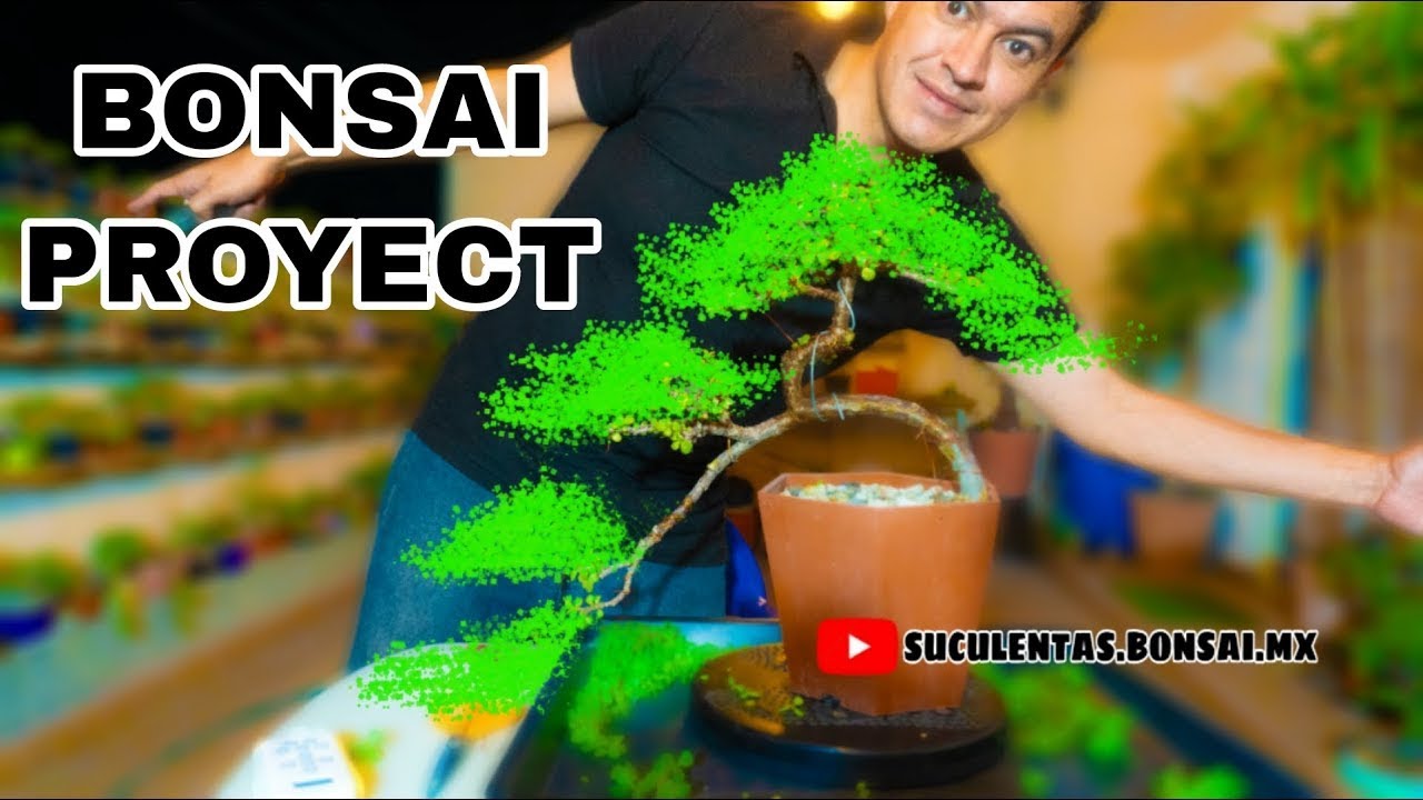 CASCADA O SEMI-CASCADA | BONSAI | PODA #portulacariaafra #jade #diy #plantas