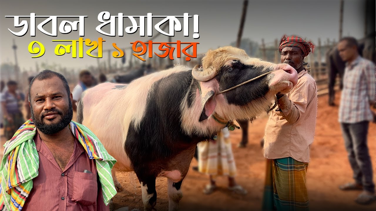 সিটি হাটে উজ্জল বেপারীর ধামাকা! ৩ লাখ ১ হাজারে ২ মহিষ শিকার🔥 দাম যুদ্ধ | EPIC Buffalo Deal Exposed