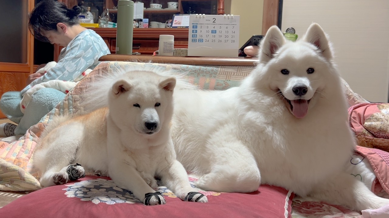 ２歳になっても子犬の頃と変わらず柴犬お姉ちゃんを大切に慕っているサモエド