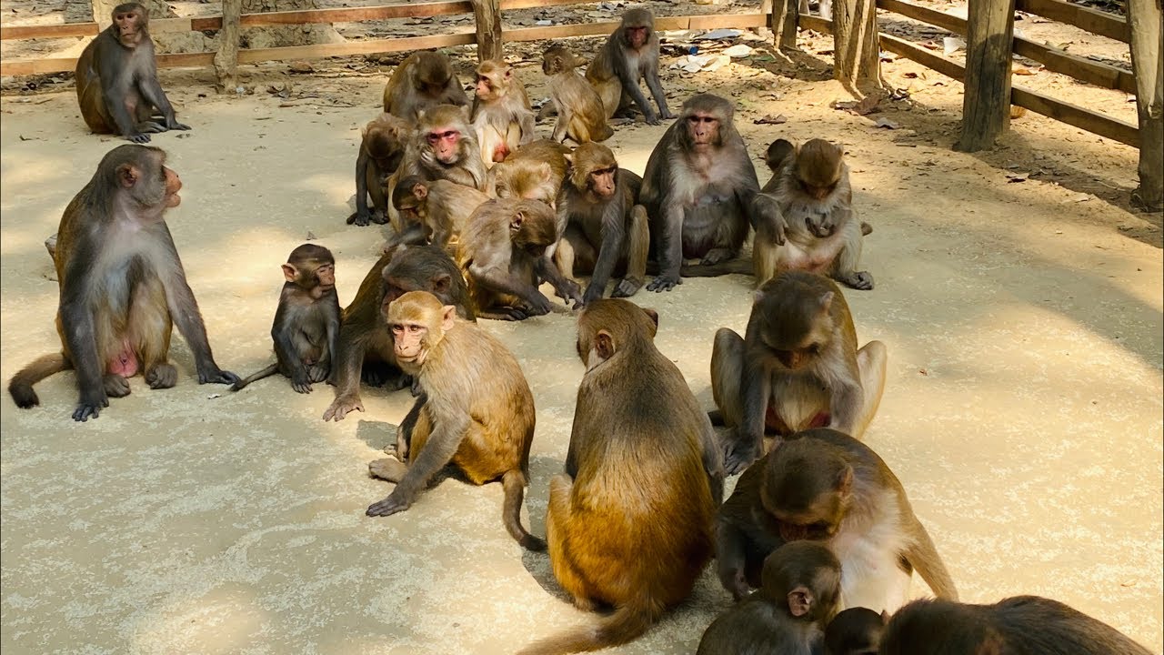 Monkey Reels Diaries  is live!