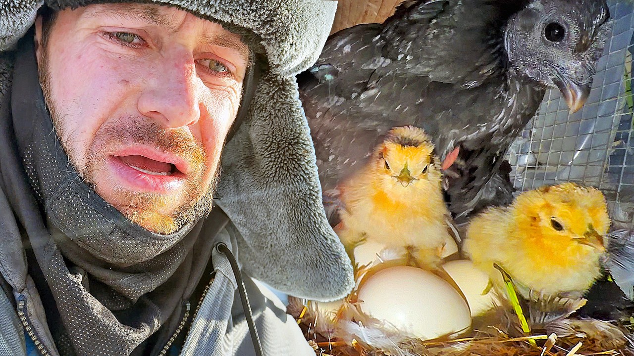 Мы обнаружили сюрприз во время метели 🐣❄️