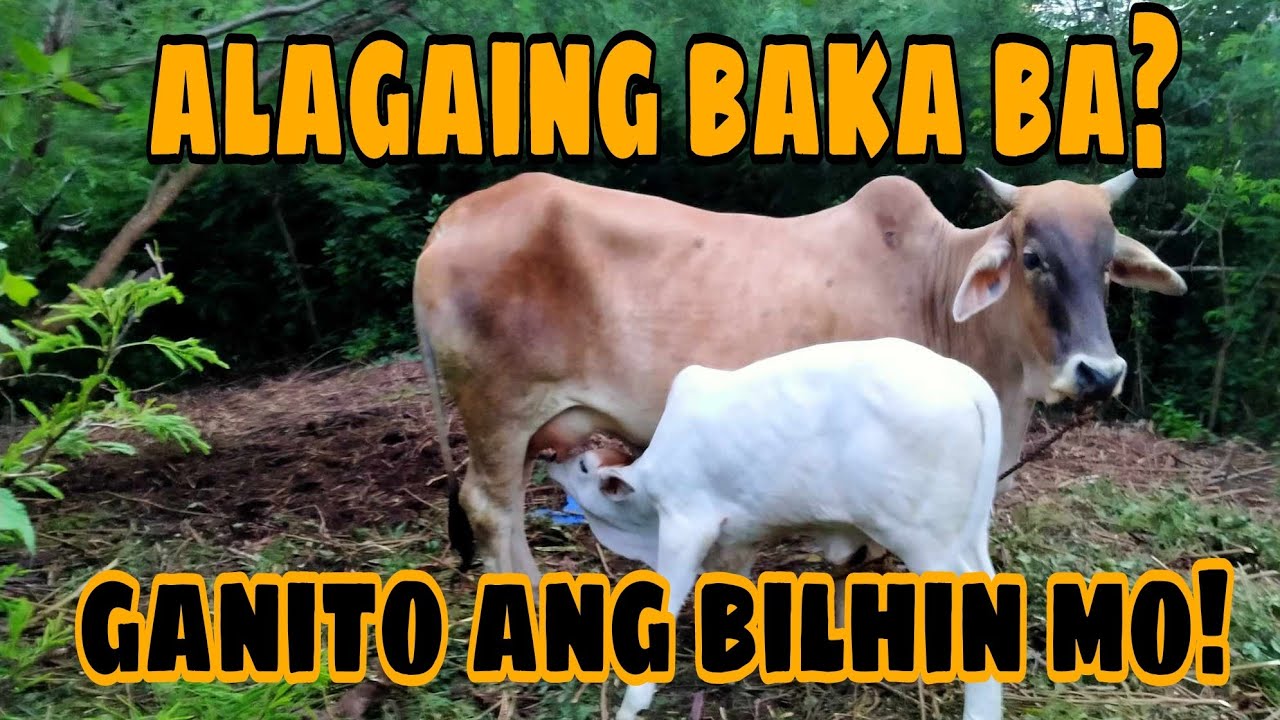 CATTLE FARMING || TIPS PARA SA MGA GUSTONG MAGSIMULANG MAG ALAGA AT BUMILI NG BAKA