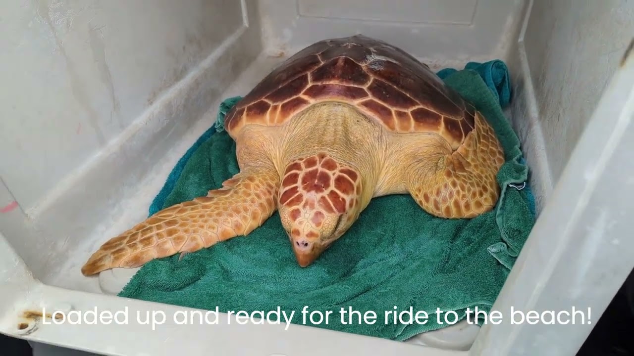 Loggerhead Sea Turtle Rescue and Release- August 18, 2025