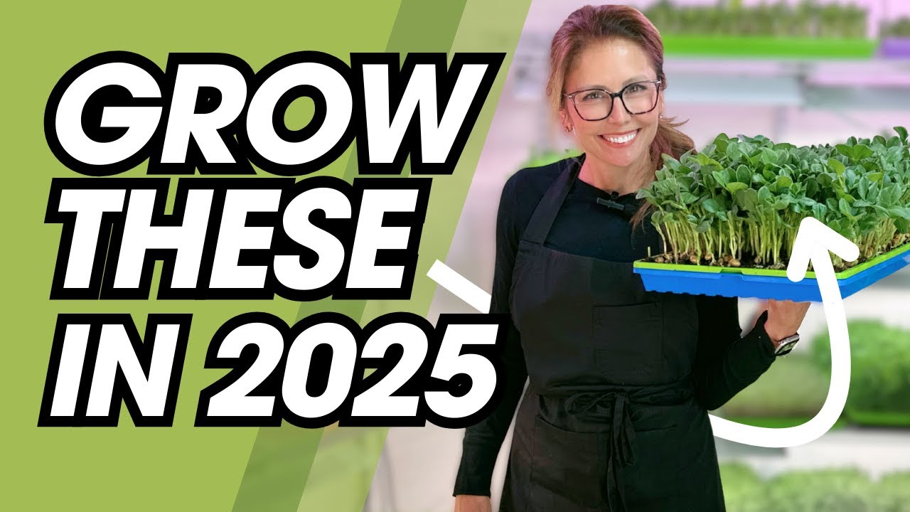You'll Never Go Back to Your Old Microgreens Methods After This (Fava Micros Made Easy)