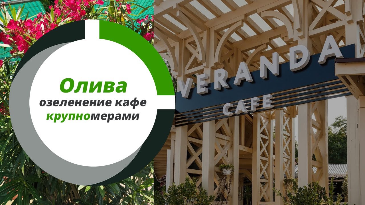 Олива для озеленения кафе