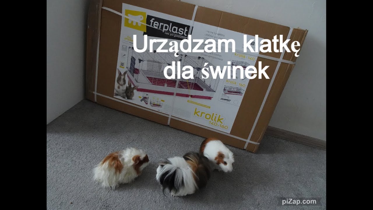 Unboxing nowej klatki dla świnek 140 cm ferplast