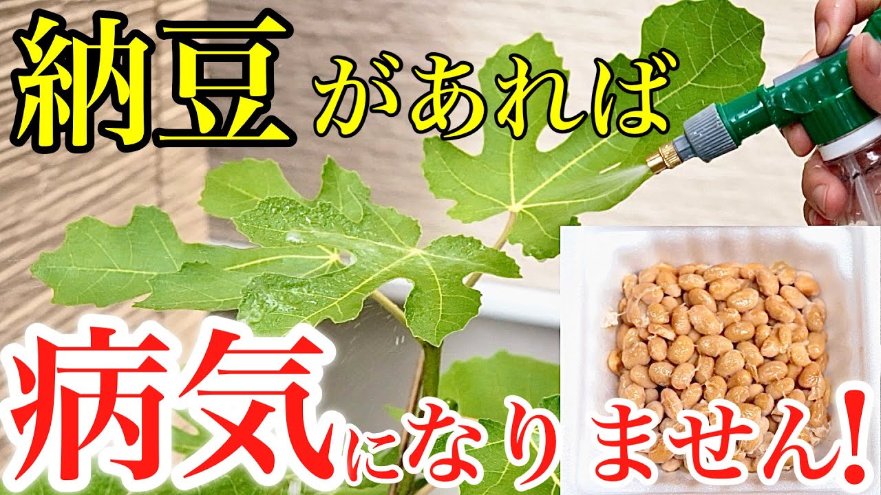 【納豆菌が最強！】納豆培養液の効果と作り方を解説【無農薬・病気予防】