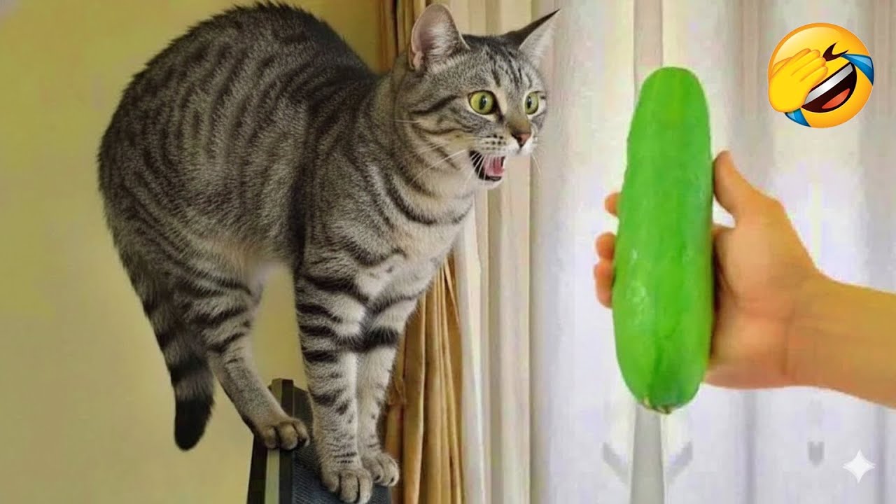 You Laugh You Lose 😝 Funniest Cats and Dogs 2026 🐱💙 Part 23