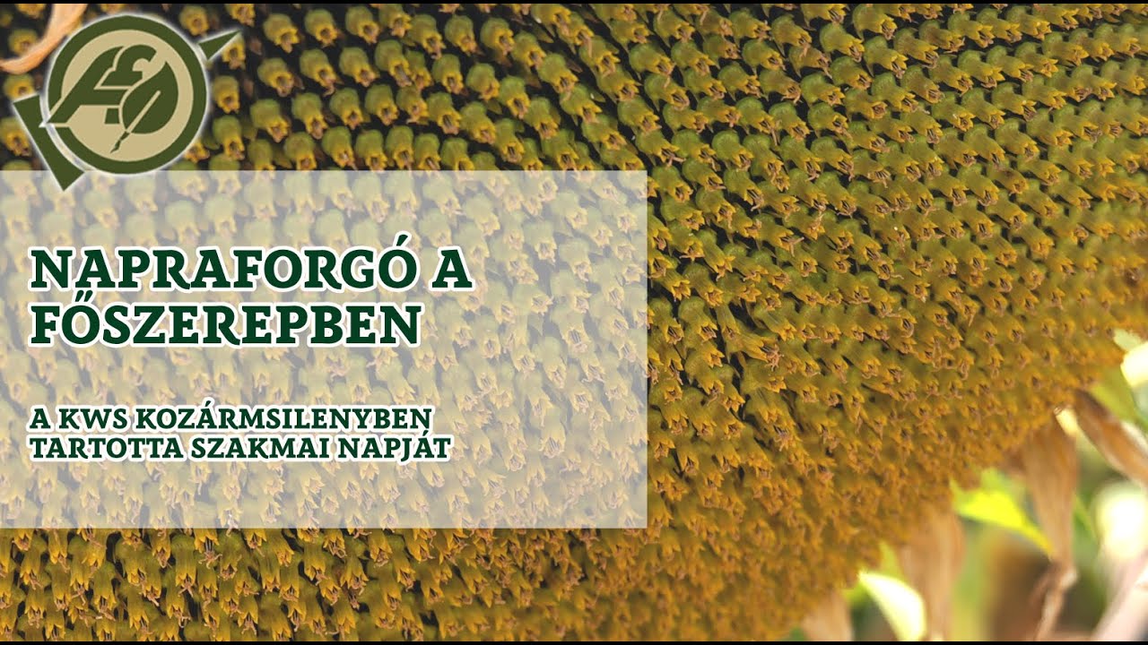 Napraforgó a főszerepben