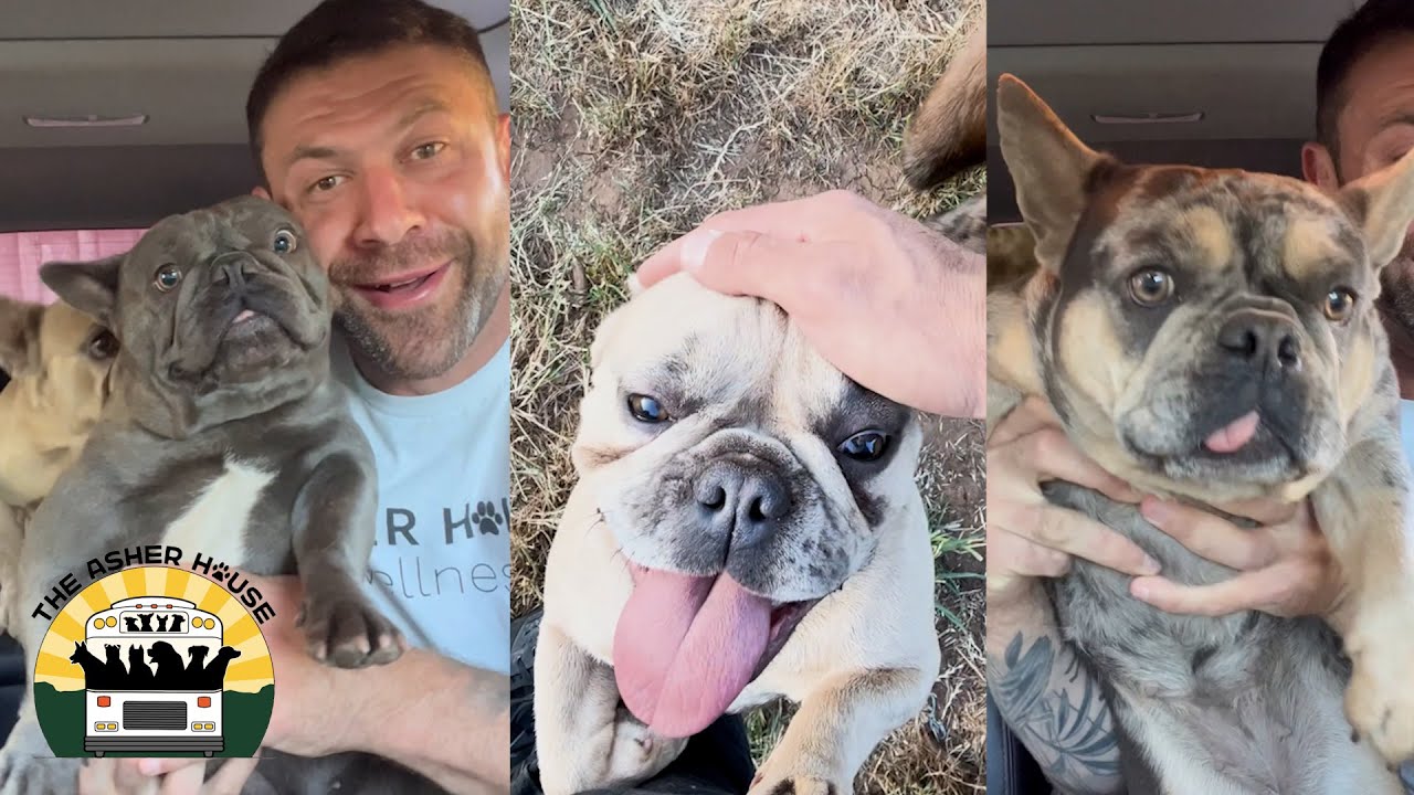 Saving these four Frenchies from a bad breeder was not easy | The Asher House