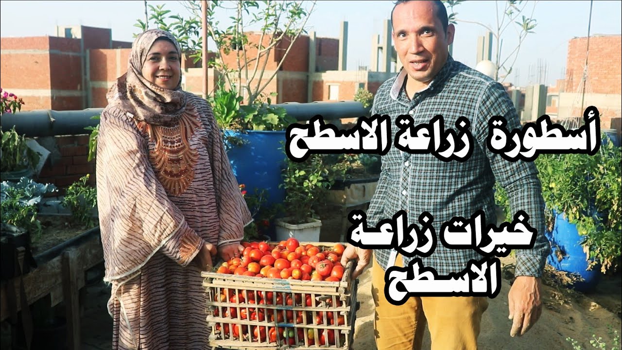 مع عبدالرحمن شحاتة اسطورة زراعة الاسطح في مصر والعالم العربي( 01224852985 ) شوف خيرات زراعة الاسطح