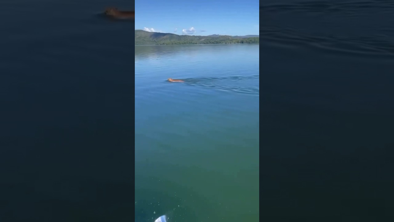 On&ccedil;a no Lago Serra da Mesa 🐆#shortsvideo #shorts #animal #on&ccedil;a #fy #short