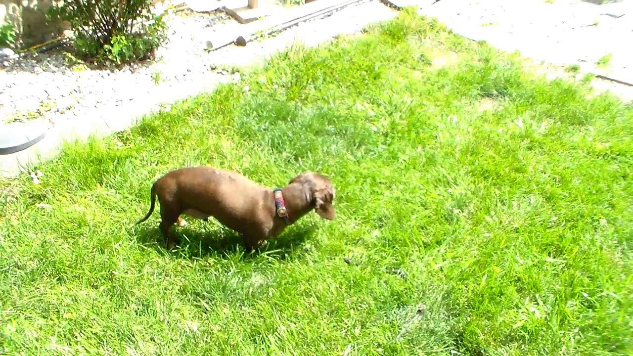 Husker's Hope July 2019 Adoptable Hooligans
