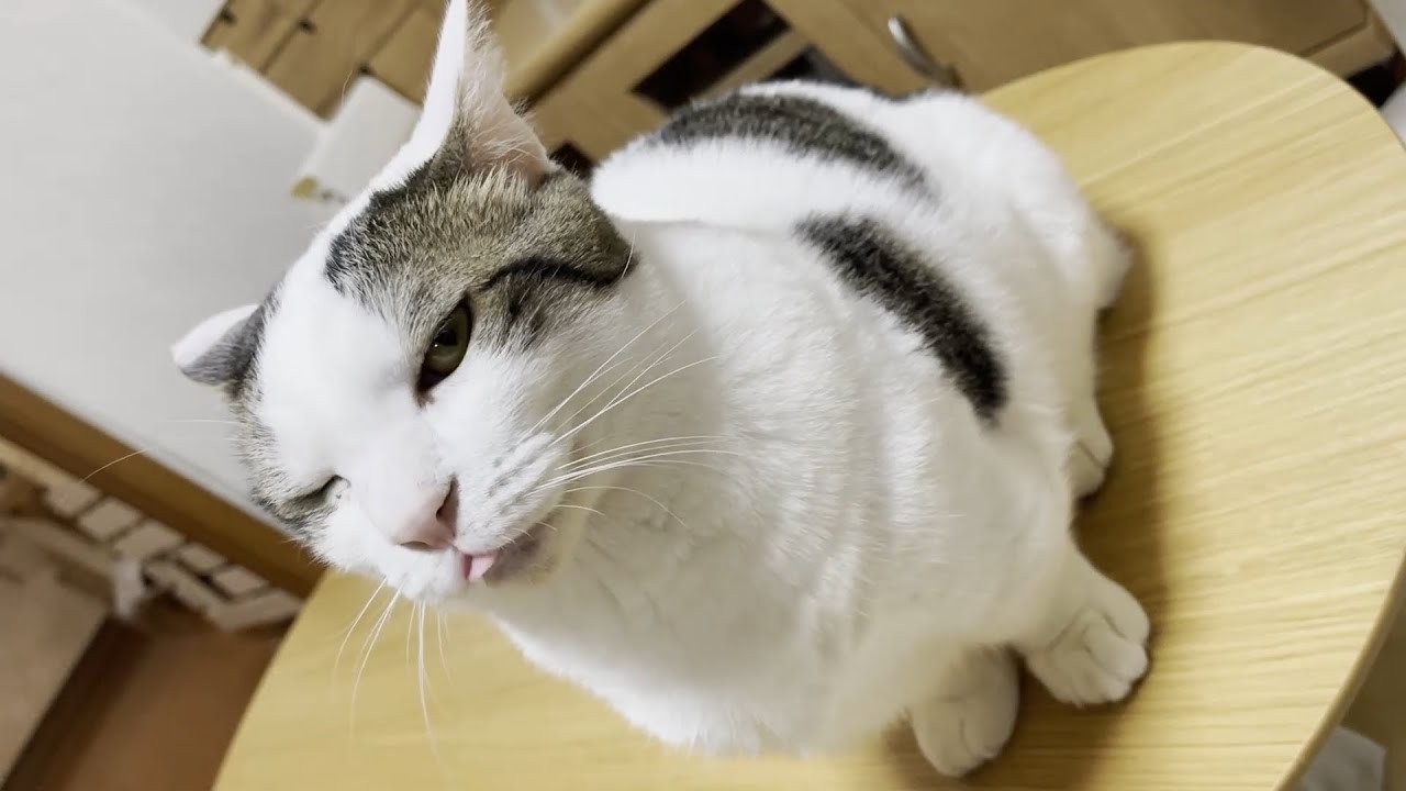 お父さんを露骨に無視してるかわいい猫