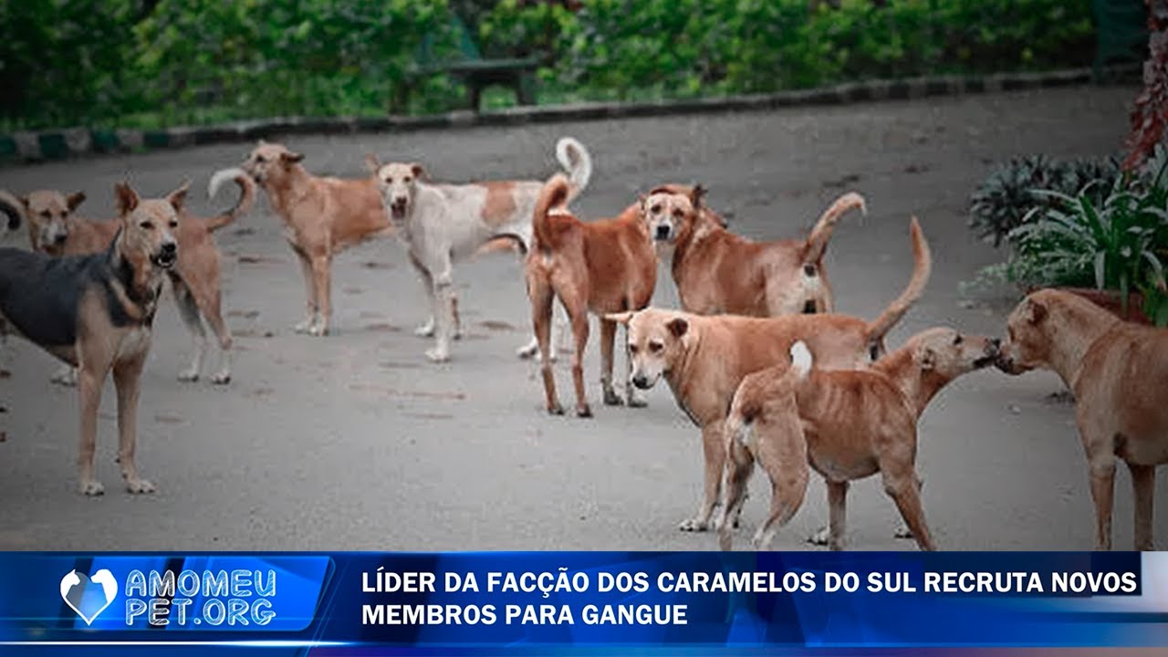 Mostramos o submundo das Gangues dos caramelos do Sul e do Norte: Cleitinho Fubá busca novos aliados