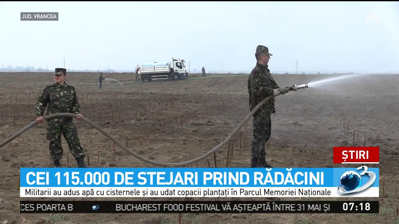 Cei 115.000 de stejari prind rădăcini