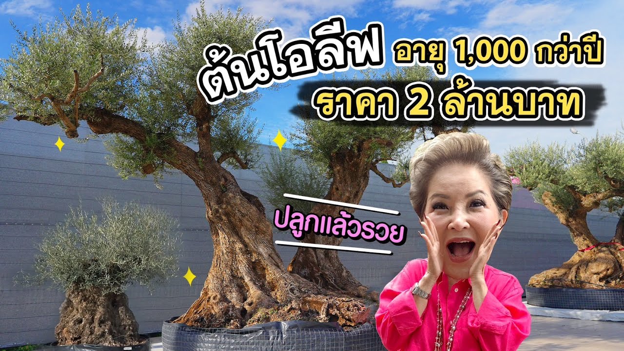 แม่โอ๋พาไปดูต้นโอลีฟอายุพันกว่าปีที่มีราคาสูงถึง 2 ล้านบาท! #เกษียณสำราญ