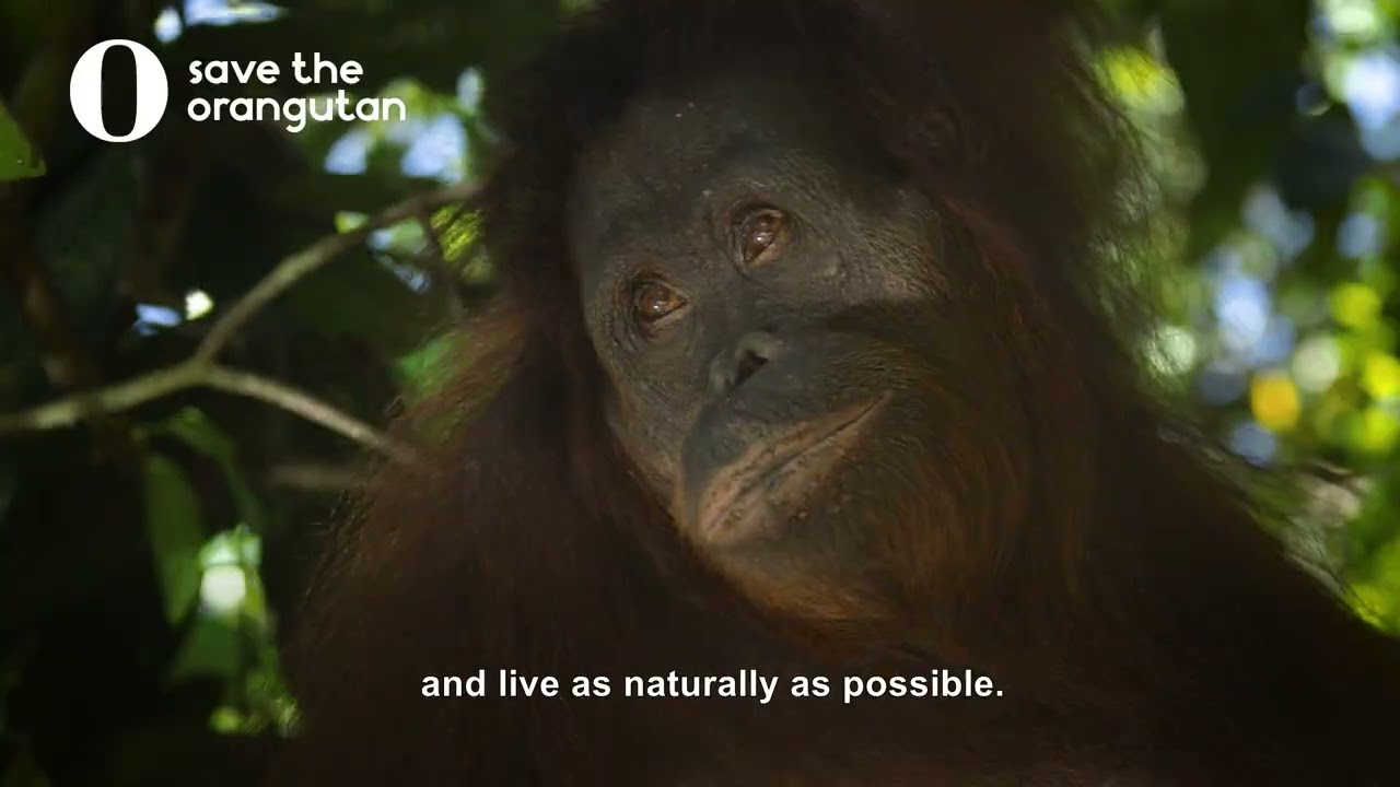 The unreleasable orangutans