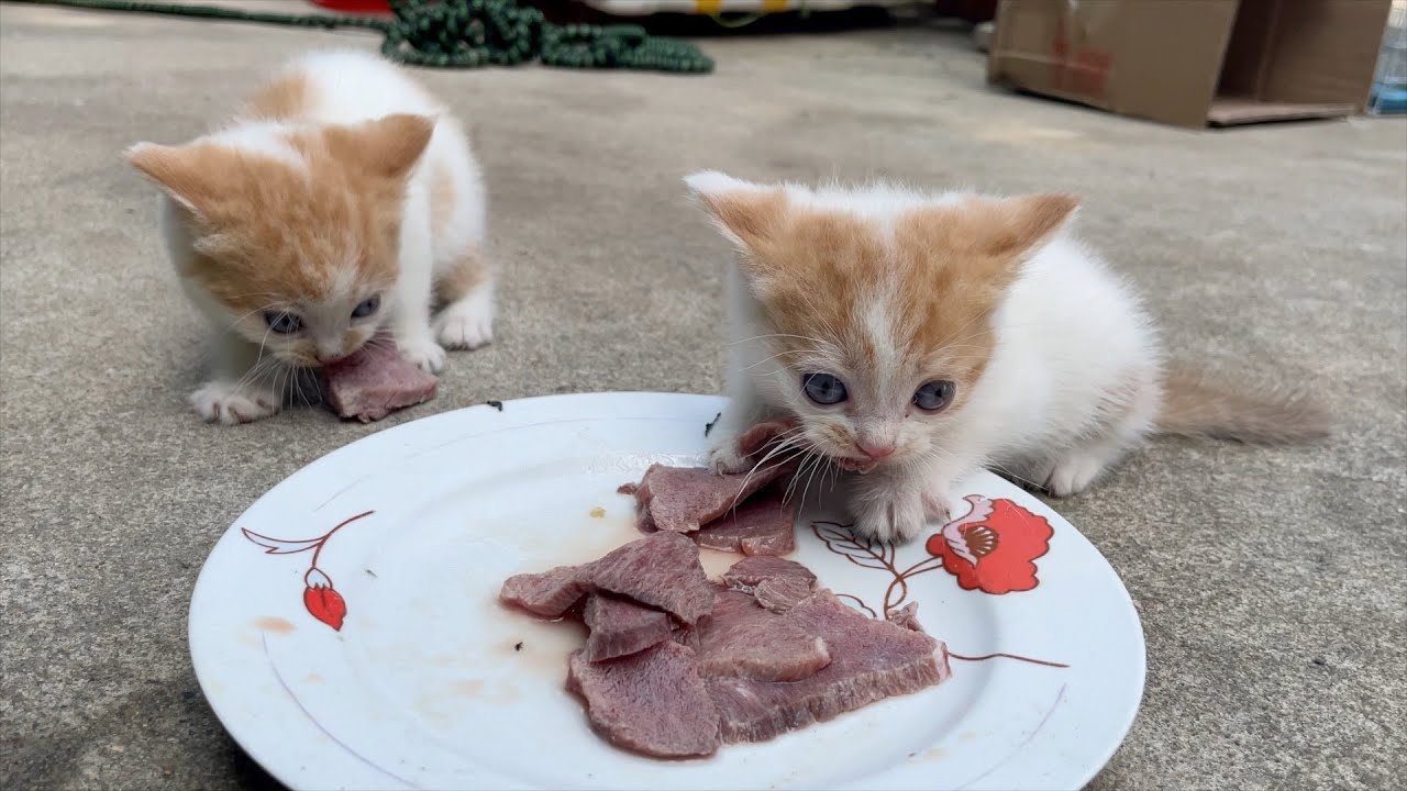The kitten ate delicious fresh meat for the first time. A kitten suddenly roaring to other kittens