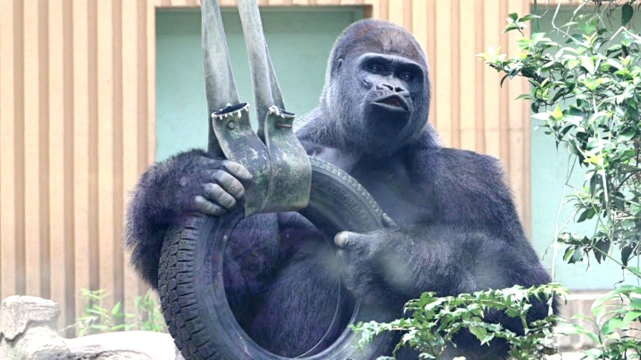 最近よく鳴いているお父さんモモタロウ。撮影日、2024.5.22【ゴリラに会える京都市動物園】