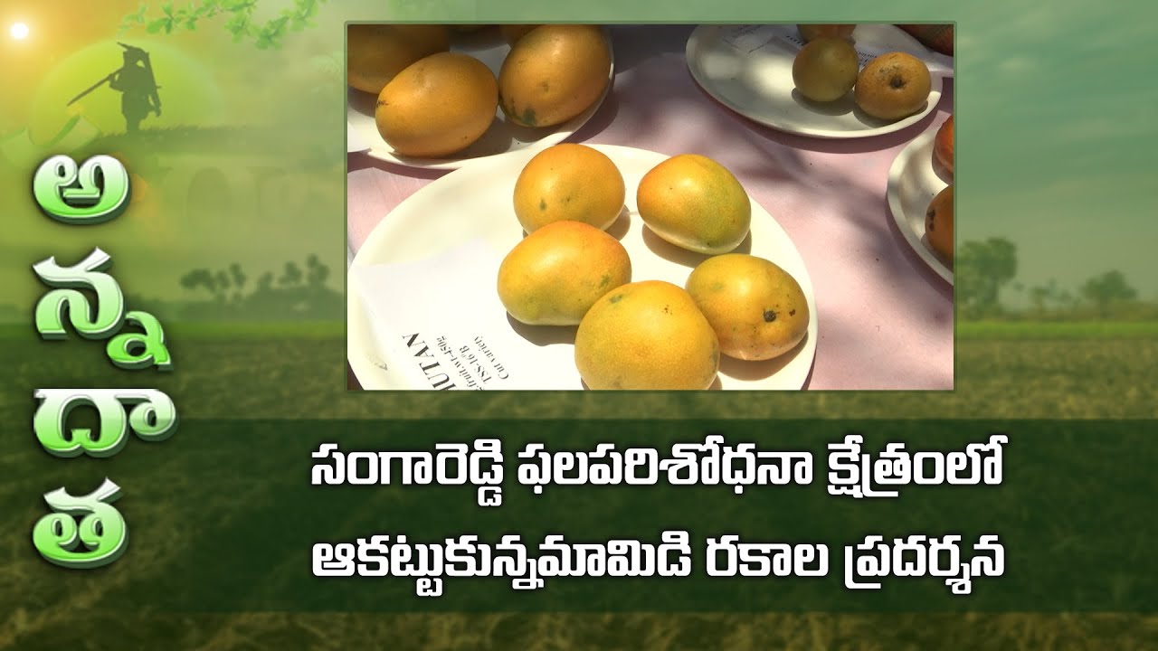 Attractive mango varieties @Mango show, Sangareddy FRS (Part -2) | ETV