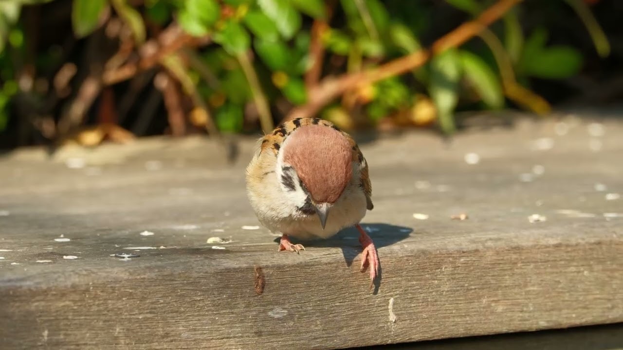 #L030 #スズメ #sparrowbird #birds #sparrow #すずめ #m7