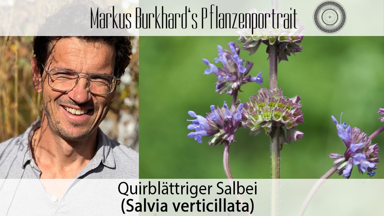 Ein MUSS für jeden Gartren - SPÄTESTE Blüte, Salvia verticillata Quirlblättriger Sabei, Heilpflanze