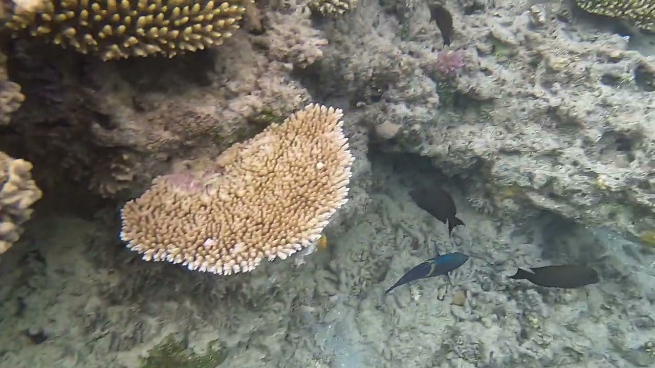Brilliant snorkeling off the shore in front of LawakiBeachHouse on Beqa in 