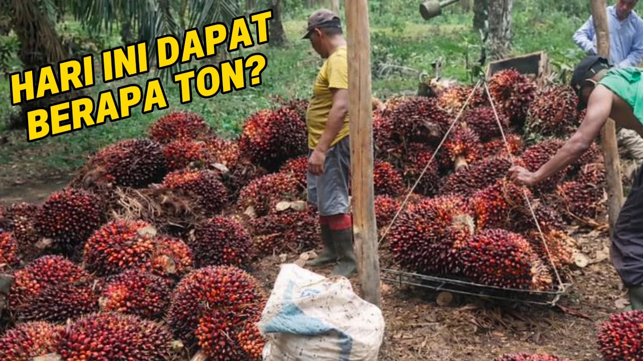 Pemanen sawit tercepat 5 orang jam 9  kurang lebih dapat satu ret 
