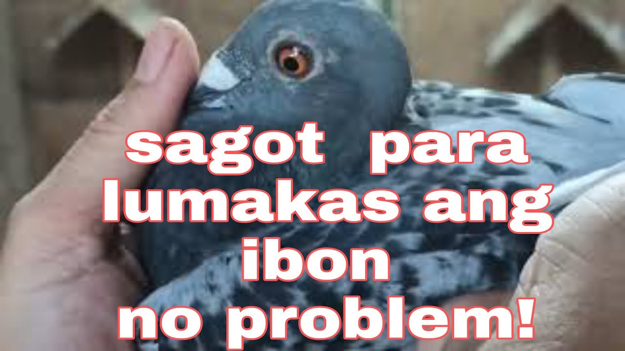 tagong loft sa QC PFC catbalogan champion sdr
