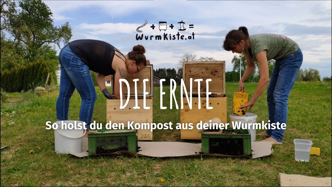 Die Ernte: So holst du den Kompost aus deiner Wurmkiste