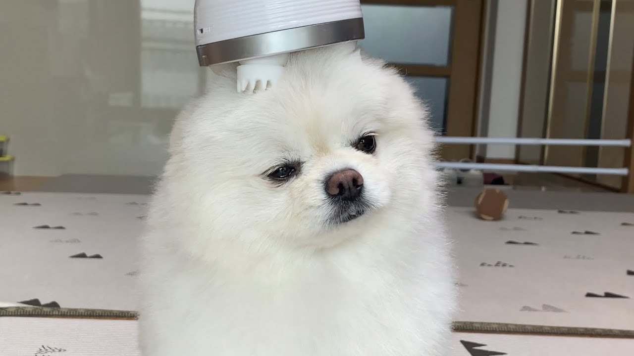 강아지가 이상한기계에 중독돼서 미치겠어요ㅋㅋㅋ