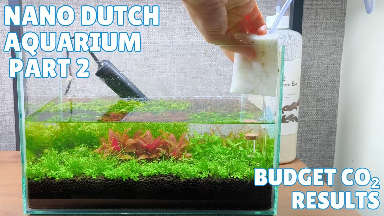 30 Days Using the Tropica CO2 System Bio – Nano Dutch Tank Update