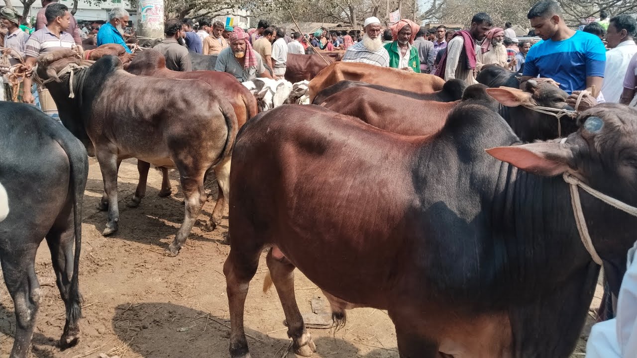 3/3/26/হাট ভরা আমদানি শাহীওয়াল ষাঁড় গরু বাজার জানুন01773949974