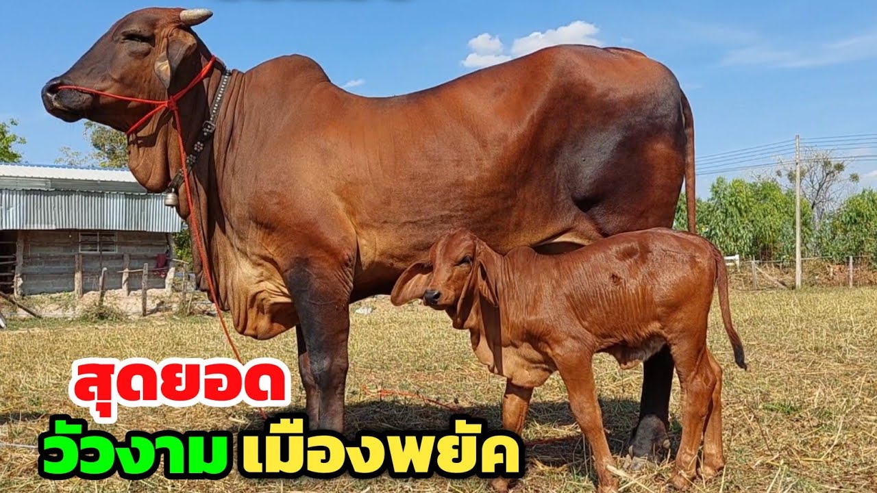 สุดยอดวัวงามเมืองพยัค โชคมีชัยฟาร์ม วัวเฟรมใหญ่ คุณภาพสมราคาแน่นอน | 30 ม.ค.69 