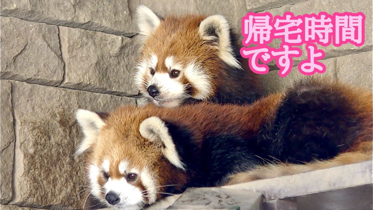 レッサーパンダ　キララちゃんとアラタちゃん　飼育員にうながされて帰宅します【浜松市動物園】Red panda Kirara-chan Arata-chan Hamamatsu Zoo 