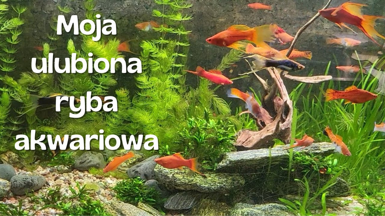 Mieczyk (Xiphophorus hellerii) moja ulubiona ryba akwariowa.