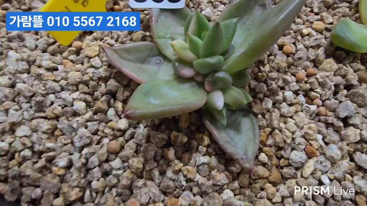 (2월11일가람뜰다육)2부