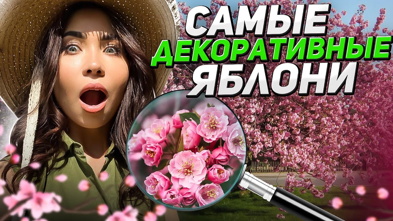 🌺Малоизвестные неприхотливые яблони с КРАСИВЫМИ ЦВЕТАМИ
