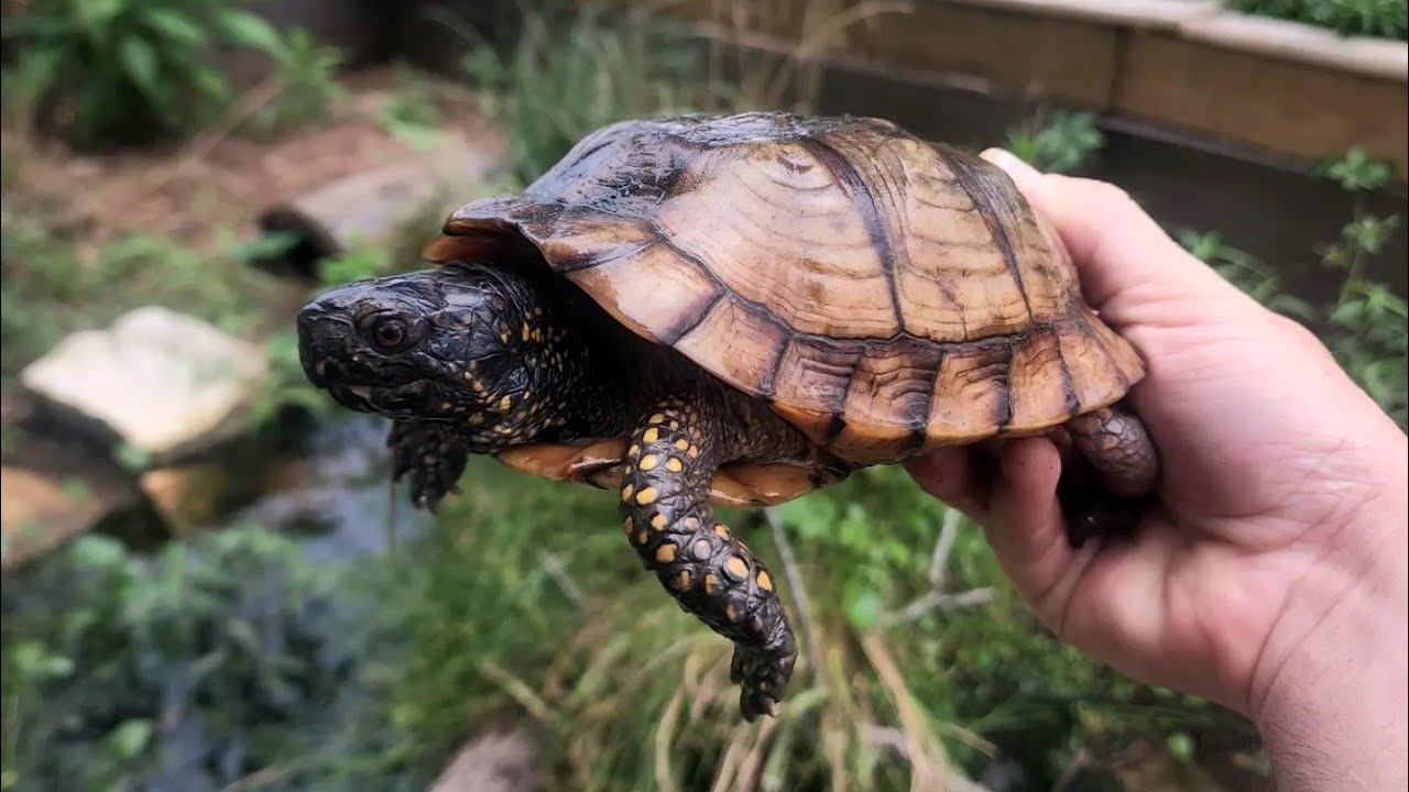 Box Turtle Enclosure Tour!
