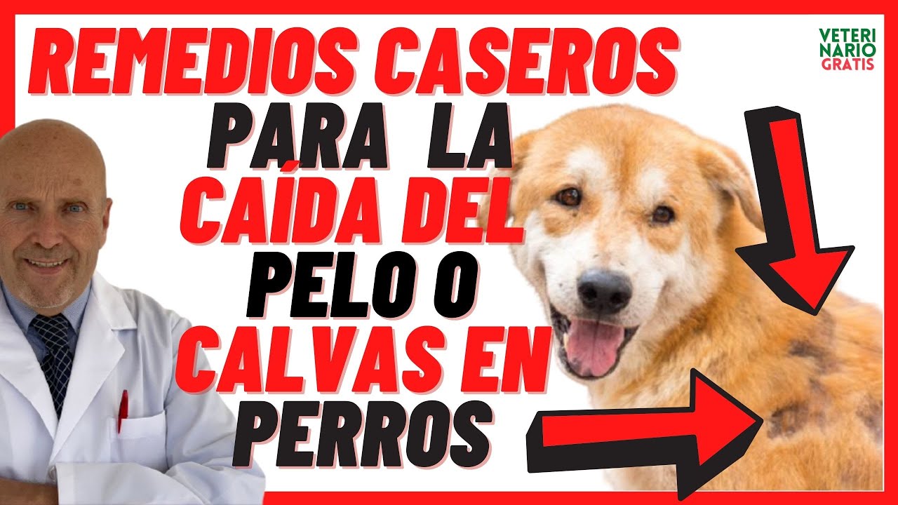 Porque a mi Perro se le Cae mucho el Pelo 🔴 Remedios Caseros para la Caida de Pelo Calvas en Perros