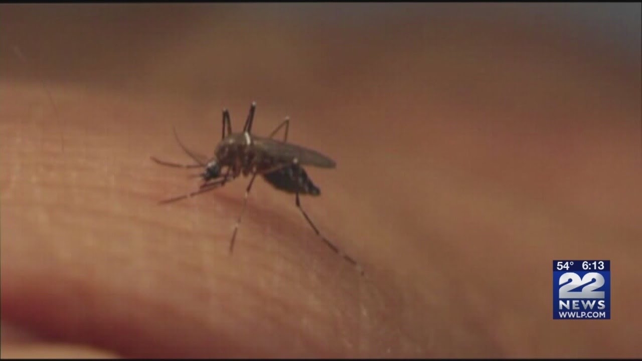 As mosquitoes become more active, Massachusetts residents need to be aware of diseases they carry