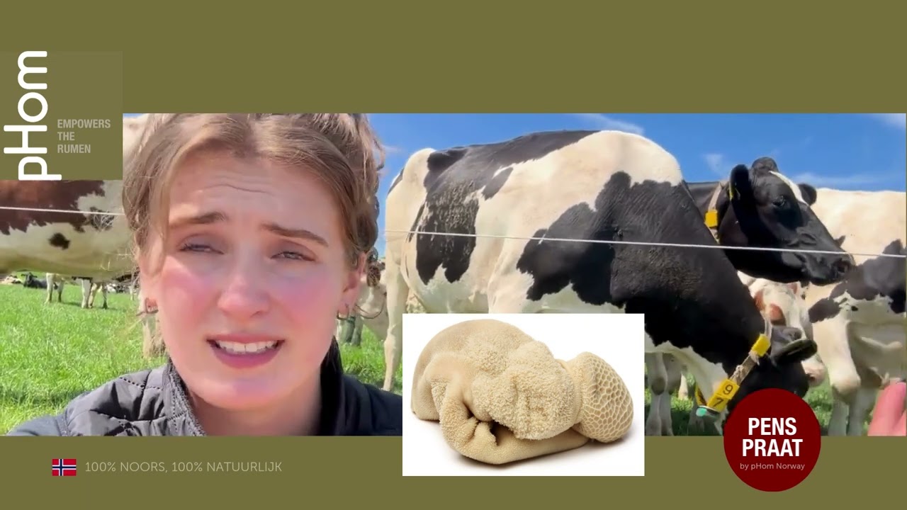 🐄#2 PENS PRAAT | Hittestress bij koeien 🔥
