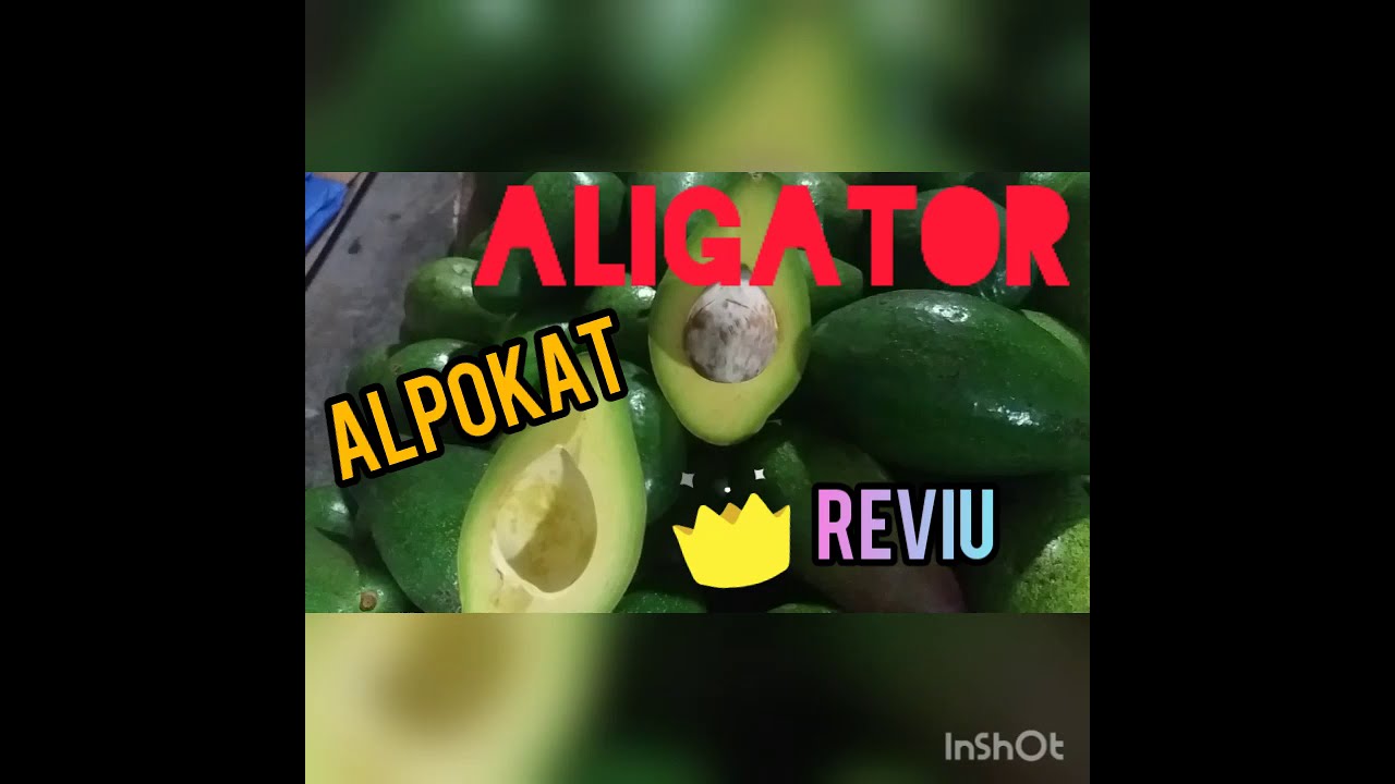 #ALPOKATALIGATOR ALPOKAD ALIGATOR